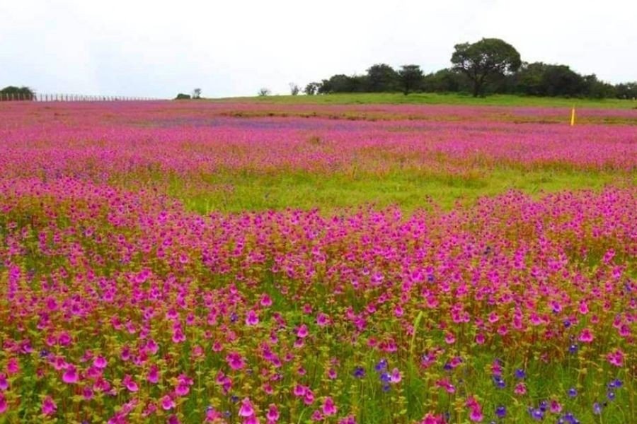 Pune To Satara Kaas Plateau Cab